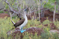 Blue-footed booby