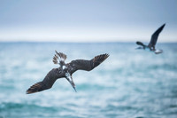 Blue-footed booby