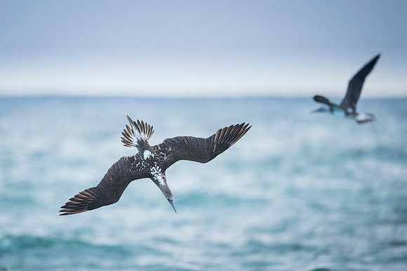 Blue-footed booby