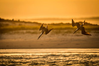 Blue-footed booby