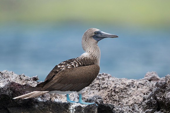 Blue-footed booby