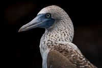 Blue-footed booby