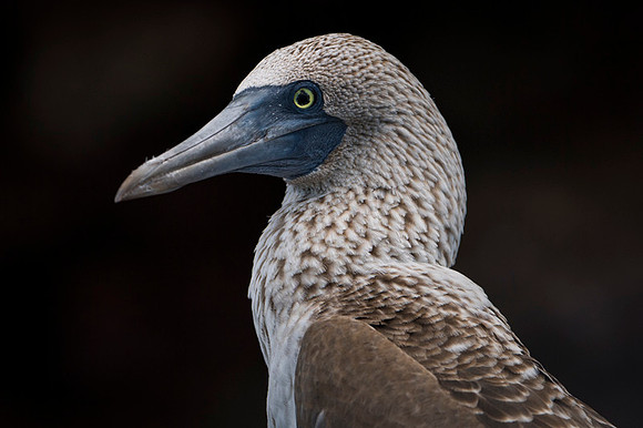 Blue-footed booby