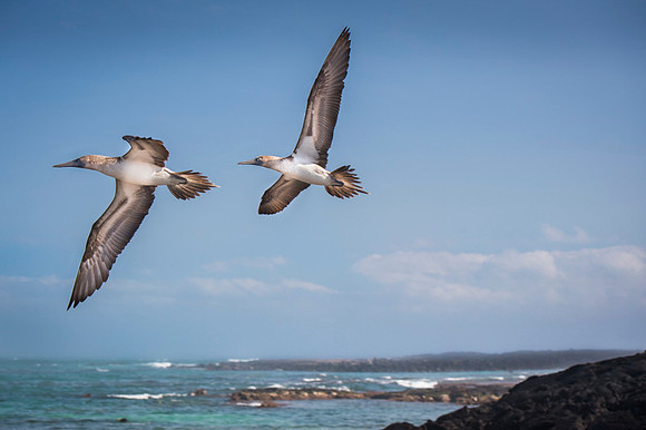 Blue-footed booby