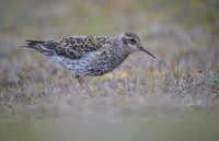 Purple Sandpiper