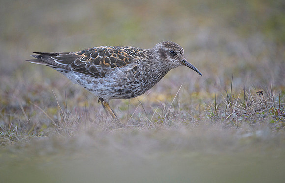 Purple Sandpiper