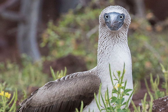 Blue-footed booby