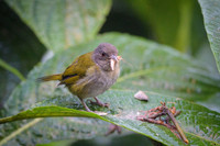 Dusky Chlorospingus