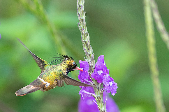 Black-crested Coquette
