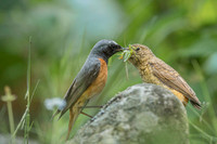 Common Redstart / Pleszka