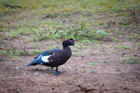 Muscovy Duck