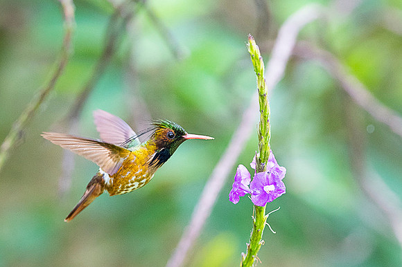 Black-crested Coquette