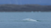 Beluga