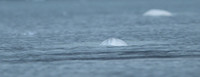 Beluga