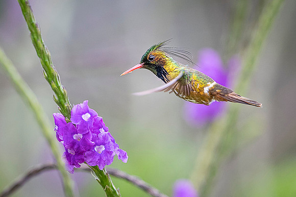 Black-crested Coquette