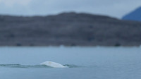 Beluga