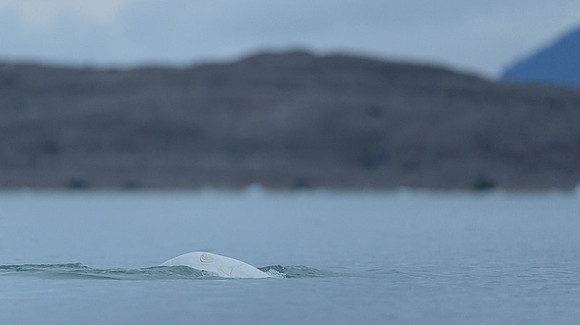 Beluga