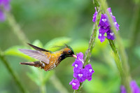 Black-crested Coquette