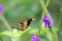 Black-crested Coquette