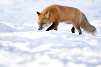 Red fox