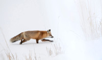 Red fox