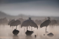 Eurasian Crane / Żuraw