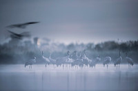 Eurasian Crane / Żuraw
