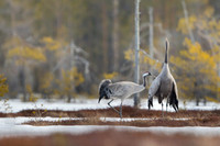 Eurasian Crane / Żuraw