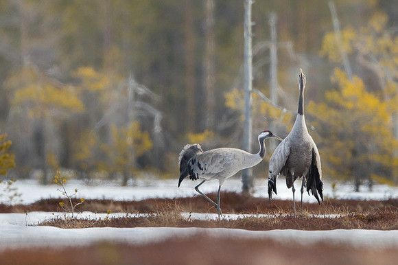 Eurasian Crane / Żuraw