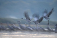 Eurasian Crane / Żuraw