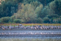 Eurasian Crane / Żuraw