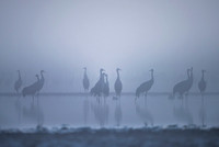 Eurasian Crane / Żuraw