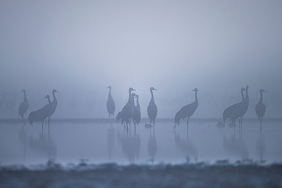 Eurasian Crane / Żuraw