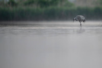 Eurasian Crane / Żuraw