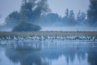 Eurasian Crane / Żuraw