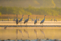 Eurasian Crane / Żuraw