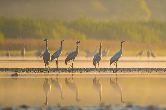 Eurasian Crane / Żuraw