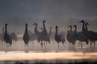Eurasian Crane / Żuraw