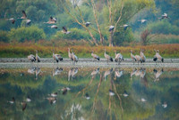 Eurasian Crane / Żuraw