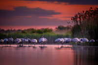 Eurasian Crane / Żuraw