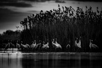 Eurasian Crane / Żuraw
