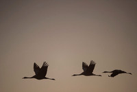 Eurasian Crane / Żuraw
