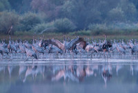 Eurasian Crane / Żuraw