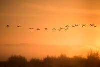 Eurasian Crane / Żuraw