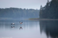 Eurasian Crane / Żuraw