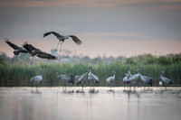Eurasian Crane / Żuraw