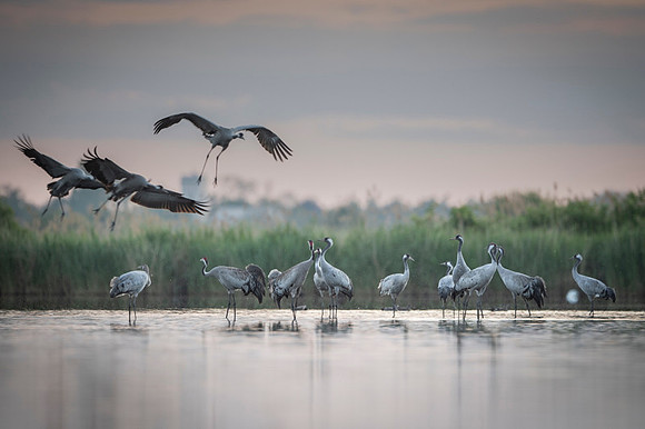 Eurasian Crane / Żuraw