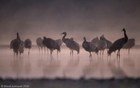 Eurasian Crane / Żuraw