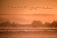 Eurasian Crane / Żuraw