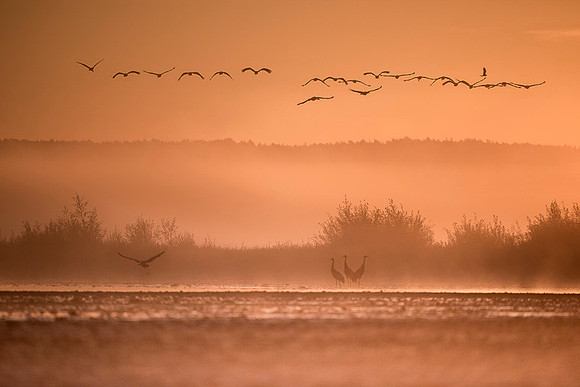Eurasian Crane / Żuraw